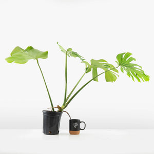 Monstera Deliciosa 'Tattoo' Sport Variegated (wk33-U1)
