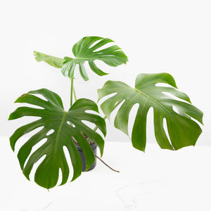 Monstera Deliciosa 'Tattoo' Sport Variegated (wk33-U1)