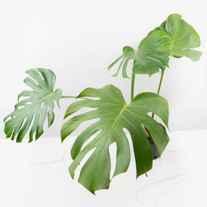 Monstera Deliciosa 'Tattoo' Sport Variegated (wk33-U1)