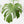 Monstera Deliciosa 'Tattoo' Sport Variegated (wk33-U1)