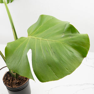 Monstera Deliciosa 'Tattoo' Sport Variegated (wk33-U1)