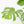 Monstera Deliciosa 'Tattoo' Sport Variegated (wk33-U1)