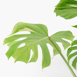 Monstera Deliciosa 'Tattoo' Sport Variegated (wk33-U1)