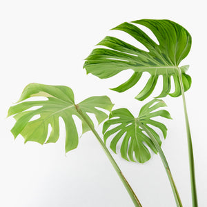 Monstera Deliciosa 'Tattoo' Sport Variegated (wk33-U1)