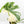Monstera Deliciosa Thai Constellation Mutation *Starlight Pattern* (wk17-UA)
