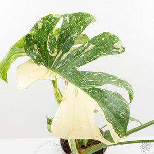 Monstera Deliciosa Thai Constellation Mutation *Starlight Pattern* (wk17-UA)
