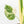 Monstera Deliciosa Thai Constellation Mutation *Starlight Pattern* (wk17-UA)