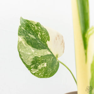 Monstera Deliciosa Thai Constellation Mutation *Starlight Pattern* (wk17-UA)