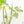 Monstera Deliciosa Thai Constellation Mutation *Starlight Pattern* (wk17-UA)