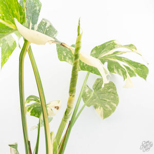 Monstera Deliciosa Thai Constellation Mutation *Starlight Pattern* (wk17-UA)