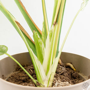 Monstera Deliciosa Thai Constellation Mutation *Starlight Pattern* (wk17-UA)