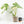 Monstera Deliciosa Thai Constellation Mutation *Starlight Pattern* (wk17-UA)