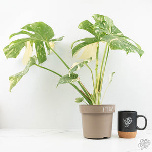 Monstera Deliciosa Thai Constellation Mutation *Starlight Pattern* (wk17-UA)