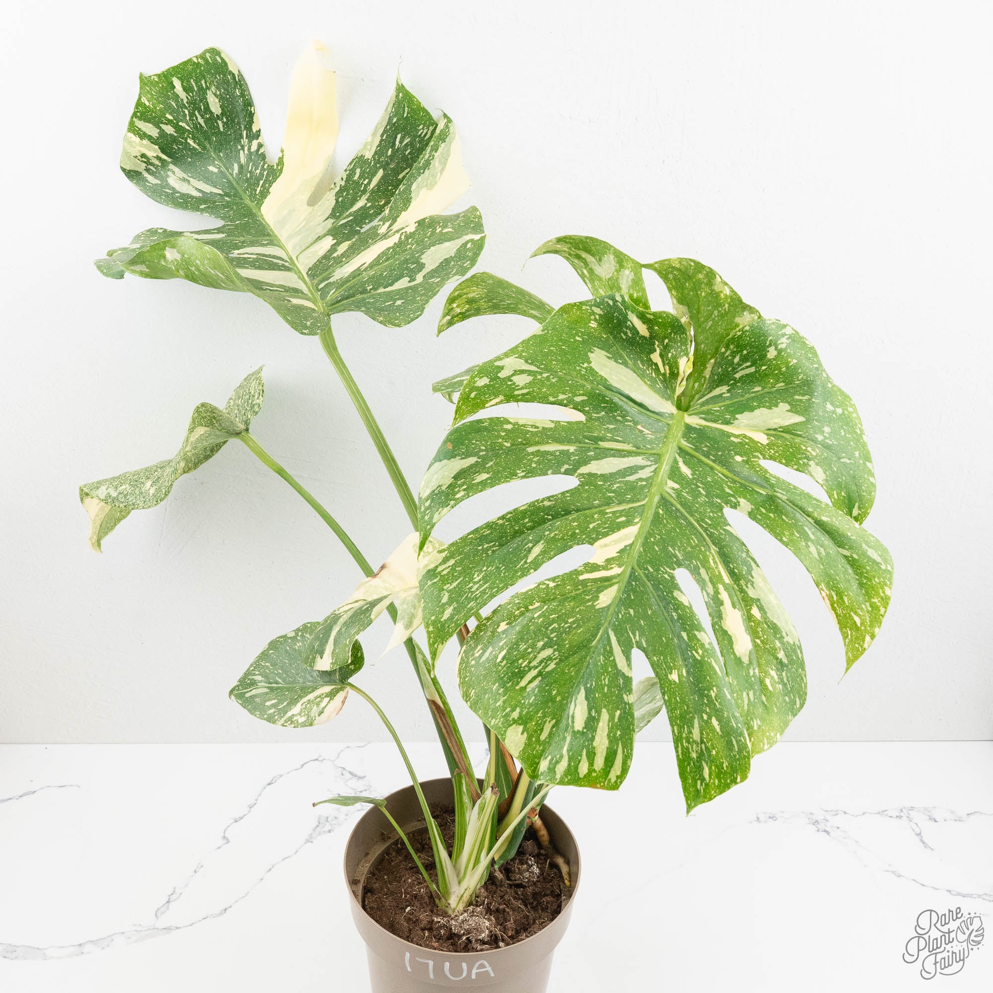 ち*じ様 T18モンステラ　タイコンステレーション　スターライト Monstera Deliciosa Thai Constellation Mutation *Starlight Pattern