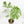 Monstera Deliciosa Thai Constellation Mutation *Starlight Pattern* (wk17-UA)