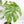 Monstera Deliciosa Thai Constellation Mutation *Starlight Pattern* (wk17-UA)