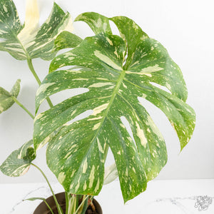 Monstera Deliciosa Thai Constellation Mutation *Starlight Pattern* (wk17-UA)