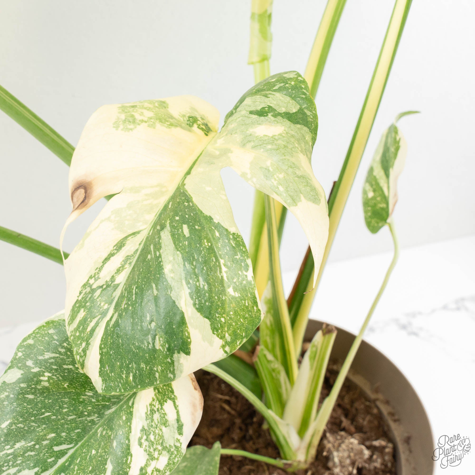 Monstera Deliciosa Thai Constellation Mutation *Starlight Pattern