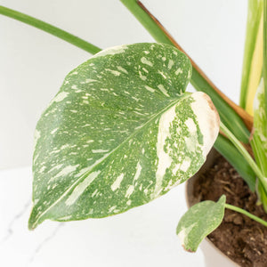 Monstera Deliciosa Thai Constellation Mutation *Starlight Pattern* (wk17-UA)