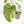 Monstera Deliciosa Thai Constellation Mutation *Starlight Pattern* (wk17-UA)
