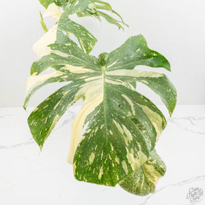 Monstera Deliciosa Thai Constellation Mutation *Starlight Pattern* (wk17-UA)