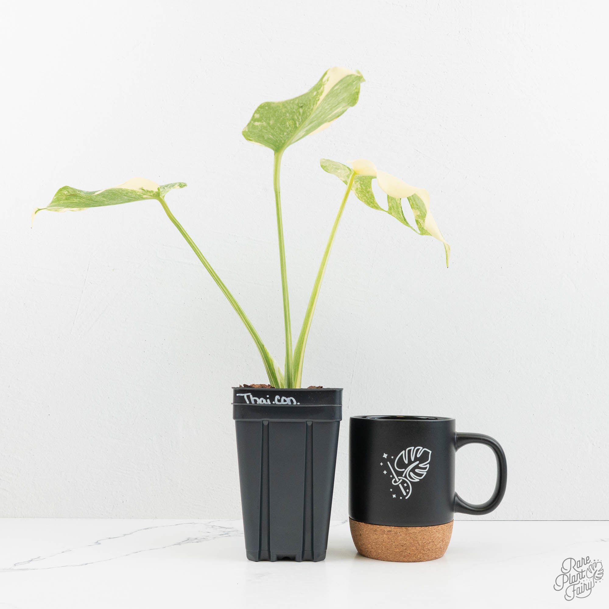 monstera platinum Monstera Deliciosa 'Platinum' (wk17-UX) – Rare Plant Fairy