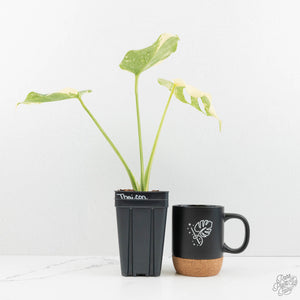 Monstera Deliciosa 'Platinum' (wk17-UX)