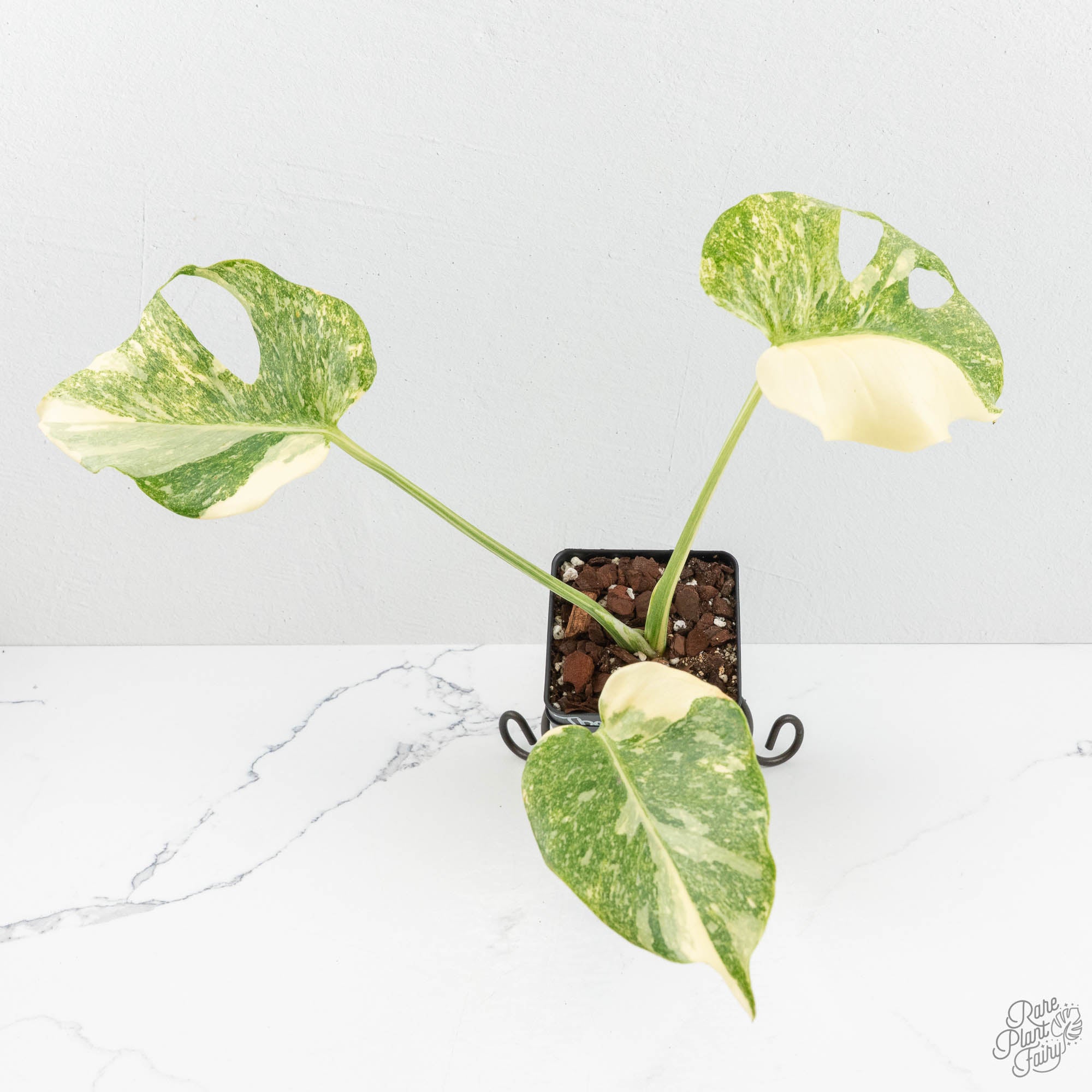 Monstera Deliciosa 'Platinum' (wk17-UX) – Rare Plant Fairy