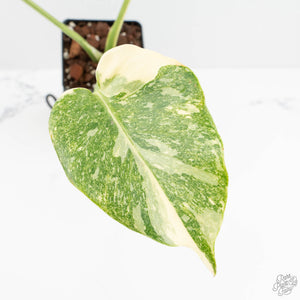 Monstera Deliciosa 'Platinum' (wk17-UX)
