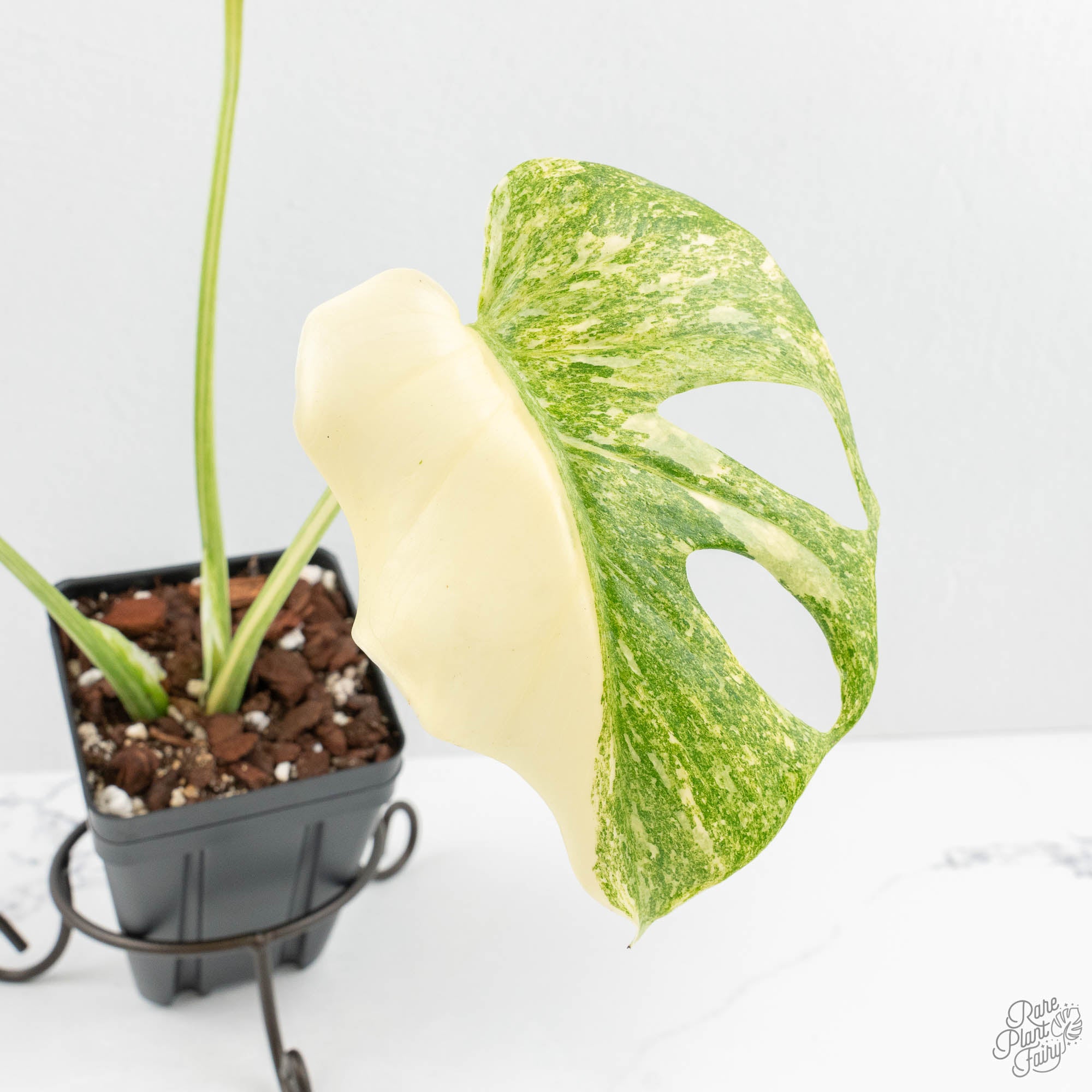 モンステラ プラチナム Monstera deliciosa platinum② モンステラ プラチナム 「Monstera deliciosa var platinum」54