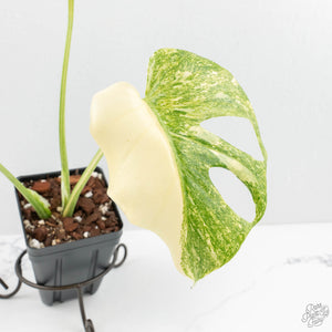 Monstera Deliciosa 'Platinum' (wk17-UX)