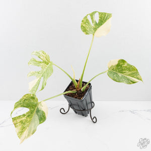 Monstera Deliciosa Thai Constellation 'Platinum' (wk27-C)