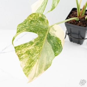 Monstera Deliciosa Thai Constellation 'Platinum' (wk27-C)