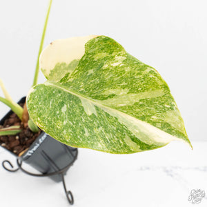 Monstera Deliciosa Thai Constellation 'Platinum' (wk27-C)
