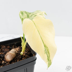 Monstera Deliciosa Thai Constellation 'Platinum' - From Node Cutting (wk29-A)