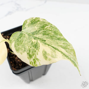 Monstera Deliciosa Thai Constellation 'Platinum' - From Node Cutting (wk29-A)