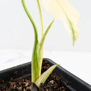 Monstera Deliciosa Thai Constellation 'Platinum' - From Node Cutting (wk29-A)