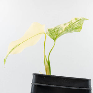 Monstera Deliciosa Thai Constellation 'Platinum' - From Node Cutting (wk29-A)