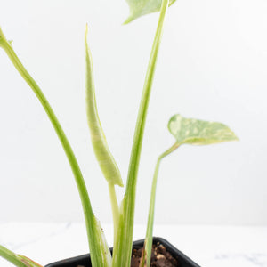 Monstera Deliciosa Thai Constellation 'Platinum' (wk32-L181)