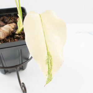 Monstera Deliciosa Thai Constellation 'Platinum' - From Node Cutting (wk36-L109)