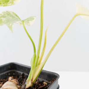 Monstera Deliciosa Thai Constellation 'Platinum' - From Node Cutting (wk36-L109)