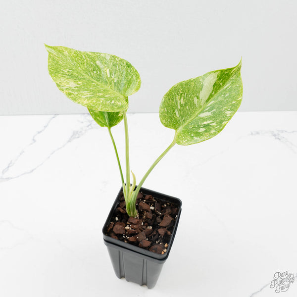 ア*ル様 モンステラ プラチナム Monstera deliciosa plat Monstera Deliciosa Thai Constellation 'Platinum' (wk39-L181