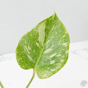Monstera Deliciosa Thai Constellation 'Platinum' (wk39-L181)