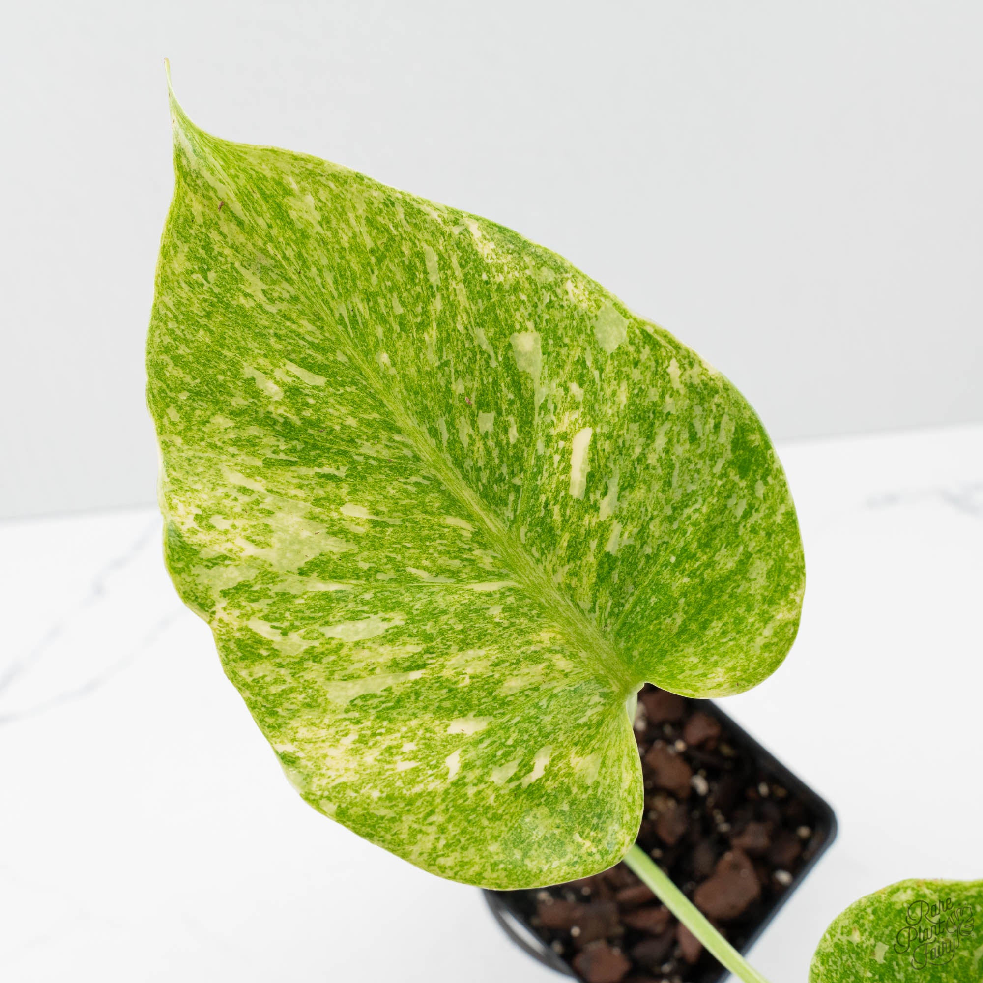Monstera Deliciosa Thai Constellation 'Platinum' (wk39-L181