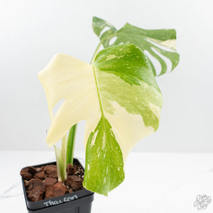 Monstera Deliciosa 'Thai Constellation'  (wk19-D)