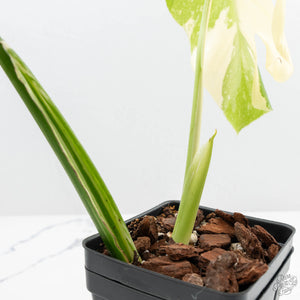 Monstera Deliciosa 'Thai Constellation'  (wk19-D)