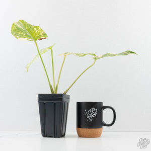 Monstera Deliciosa 'Creme Brûlée' (wk26-D)