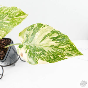 Monstera Deliciosa 'Creme Brûlée' (wk26-D)