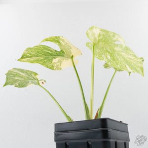 Monstera Deliciosa 'Creme Brûlée' (wk26-D)