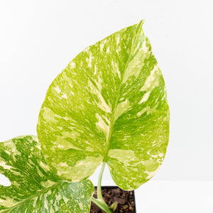 Monstera Deliciosa 'Creme Brûlée' (wk34-L38)